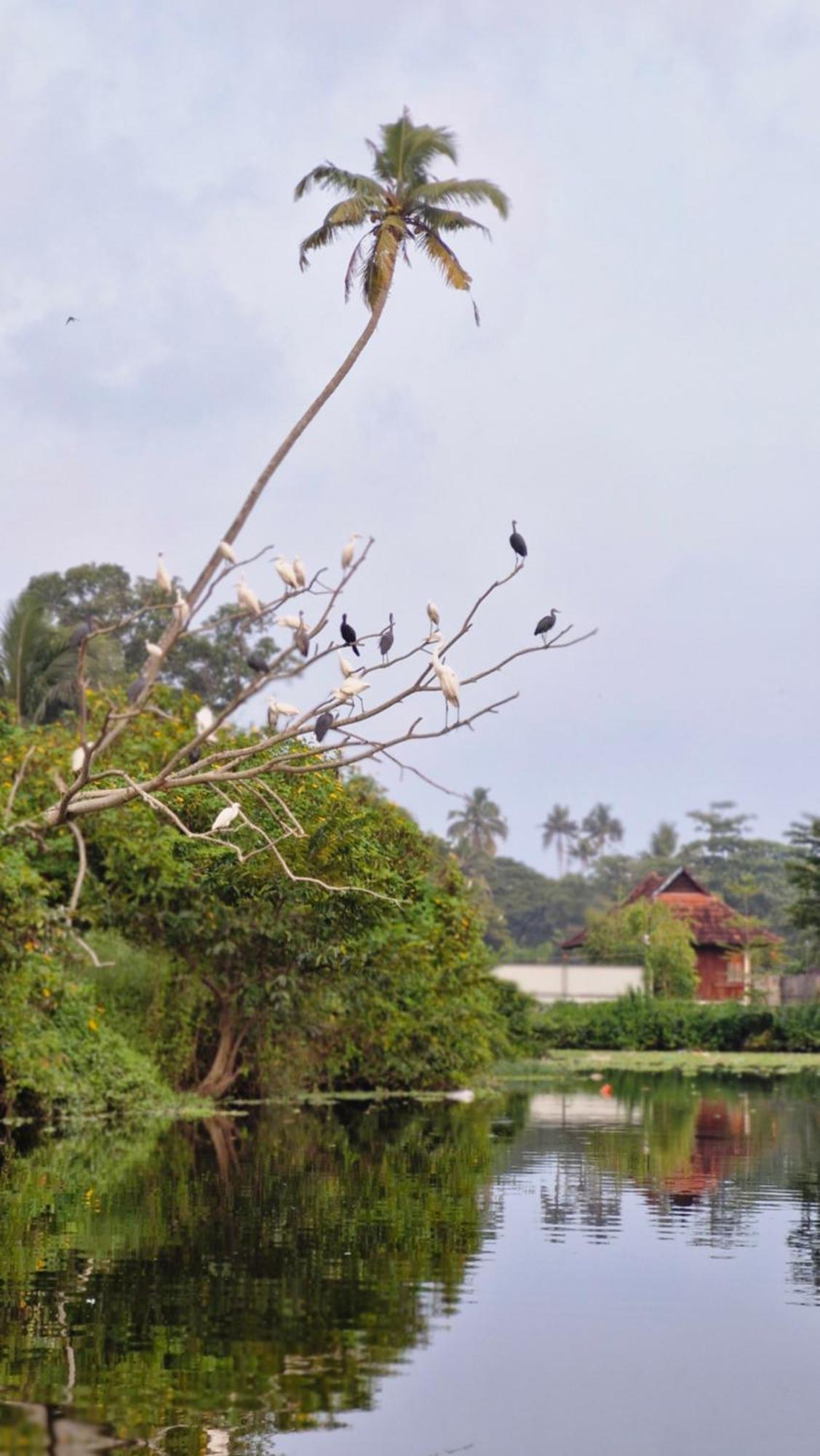 Gypsea Marari Alappuzha Exterior foto